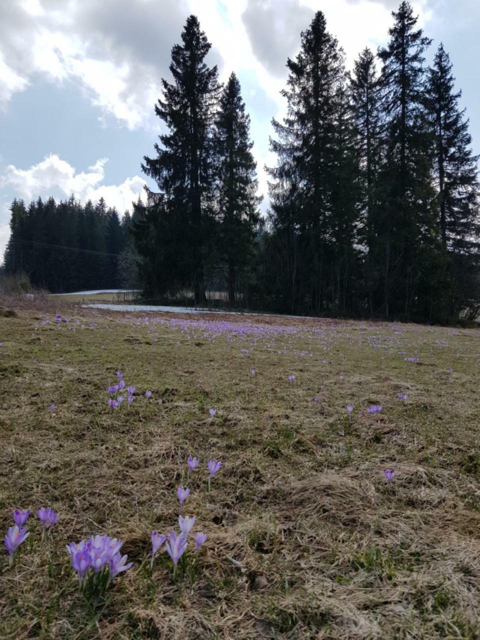Willa Smiechowka Kościelisko Exteriér fotografie